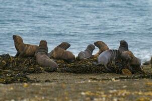 une groupe de mer les Lions sur une plage photo