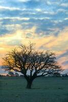 une arbre des stands dans le milieu de une champ à le coucher du soleil photo