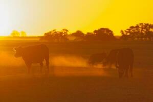 une troupeau de vaches pâturage dans une champ à le coucher du soleil photo