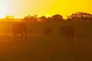 une troupeau de vaches pâturage dans une champ à le coucher du soleil photo