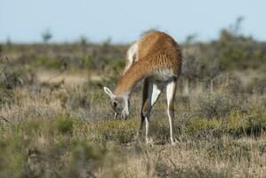 une grand animal dans le herbe photo