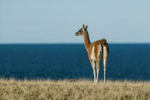 lamas permanent dans le herbe près le océan photo