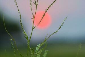 une rouge Soleil est vu derrière une plante avec herbe photo