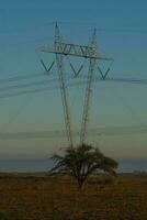 un arbre au milieu d'un champ photo