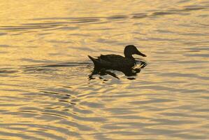 une oiseau permanent dans le l'eau photo