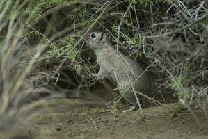 une petit animal est permanent dans le brosse photo