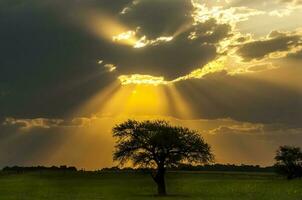 une seul arbre dans une champ avec le Soleil brillant par le des nuages photo
