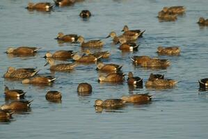 une troupeau de canards nager dans une corps de l'eau photo