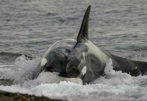 une grand noir et blanc baleine dans le l'eau photo