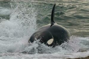 une grand noir et blanc baleine dans le l'eau photo