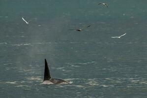 une grand noir et blanc baleine nager dans le océan photo