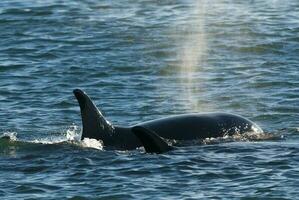 une grand noir et blanc baleine dans le l'eau photo