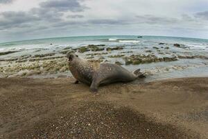 une joint sur le plage avec ses bouche ouvert photo