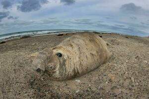 une grand joint dans le l'eau photo