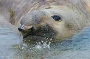 une joint est nager dans le l'eau photo