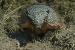 une petit animal est permanent dans le saleté photo