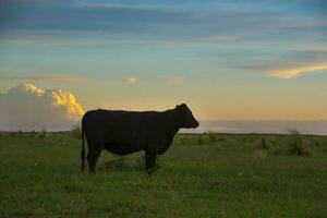 une vache permanent dans une champ à le coucher du soleil photo