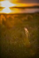 une herbe plante dans le premier plan à le coucher du soleil photo