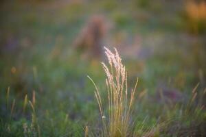 une herbe plante dans le premier plan à le coucher du soleil photo