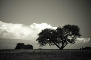 une noir et blanc photo de une arbre dans une champ