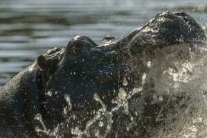 une hippopotame éclabousser l'eau de ses bouche photo