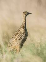 une oiseau permanent dans grand herbe photo