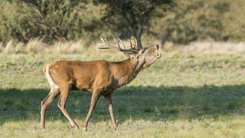 une rouge cerf est permanent dans le herbe photo