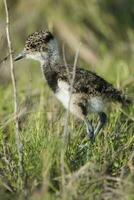 une petit oiseau en marchant par le herbe photo