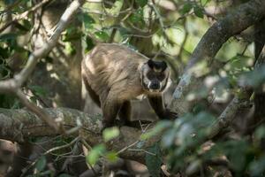 une singe est permanent sur une arbre branche photo