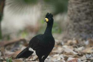 une noir oiseau avec Jaune le bec permanent sur le sol photo