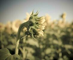 une tournesol dans une champ photo