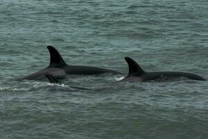 une couple de dauphins nager dans le l'eau photo