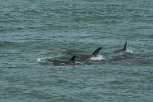 une couple de dauphins nager dans le l'eau photo