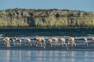 flamants roses à le plage photo