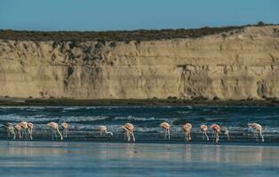 flamants roses à le plage photo