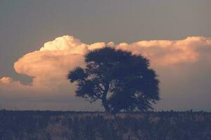 une champ avec des arbres et herbe dans le Contexte photo