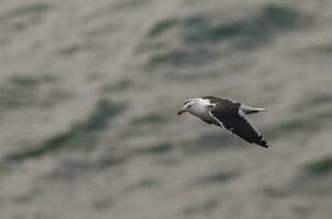 solo mouette en volant photo