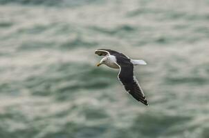 solo mouette en volant photo