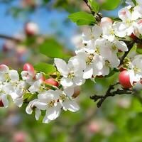 gratuit épanouissement branche de Pomme arbre. ai généré photo