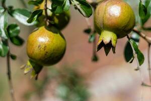 le fruit de deux grenades. flou Contexte. photo