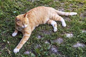 chat moelleux au gingembre se trouve sur l'herbe verte dans le jardin. heure d'été