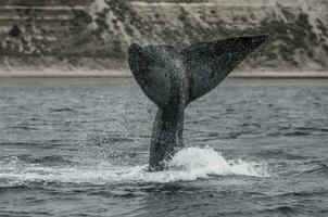 une baleine queue est vu dans le l'eau photo