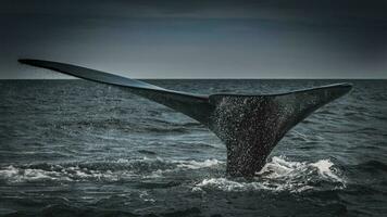 une baleine queue est vu dans le l'eau photo