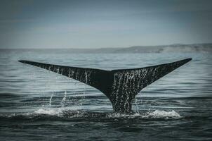 une baleine queue est vu dans le l'eau photo