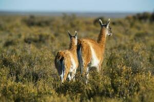 guanacos dans Chili photo