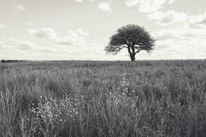 fleur champ dans pampa, Argentine photo