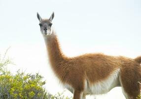 guanaco animal dans le sauvage, pampa, Argentine photo