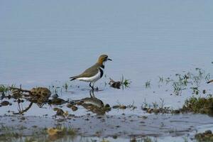 oiseau de rivage dans Las pampa, Argentine photo