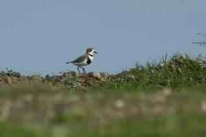 oiseau de rivage dans Las pampa, Argentine photo