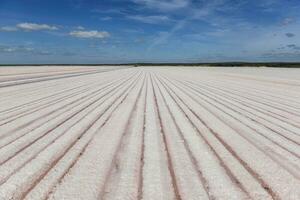 sel champ dans dunaliella saline, Argentine photo